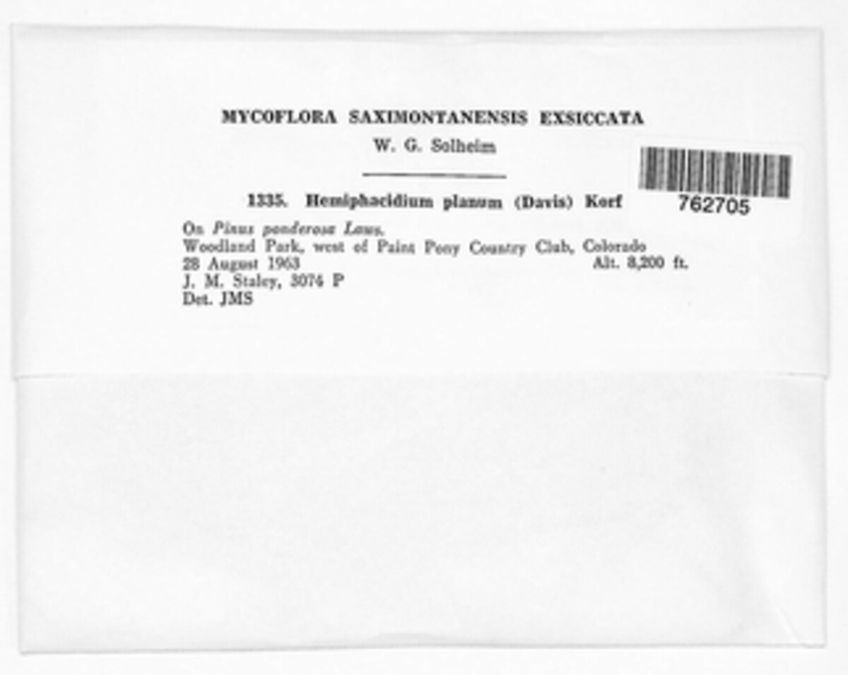 Hemiphacidium image